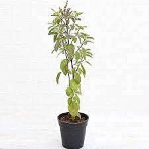 Tulsi Plant