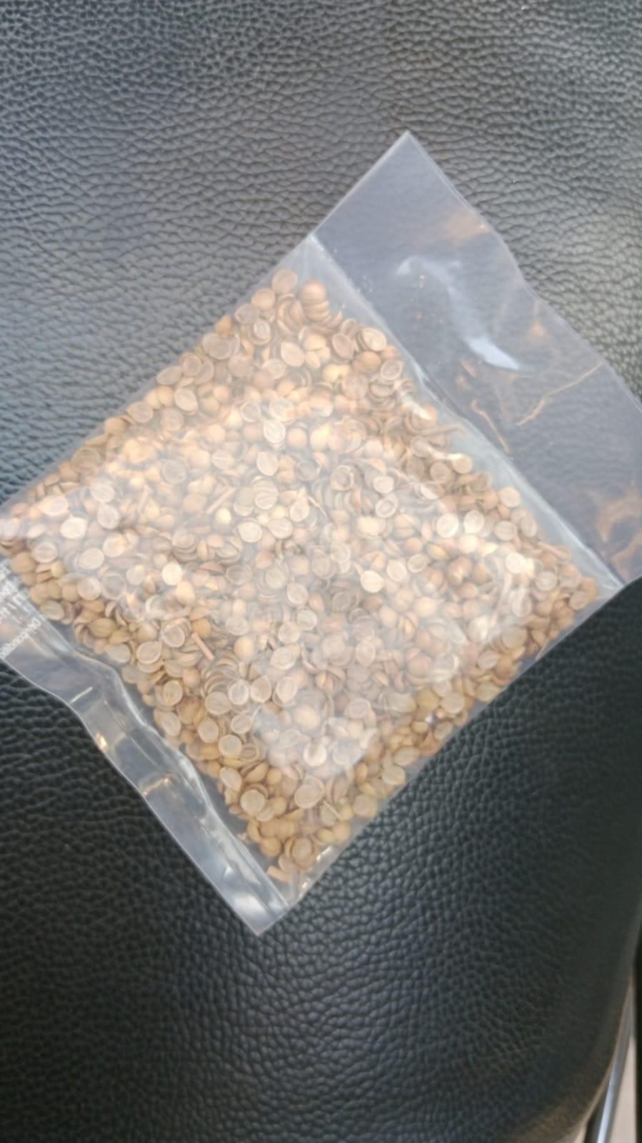 Organic Coriander (Dhaniya) seeds for Gardening (Pack of 20)