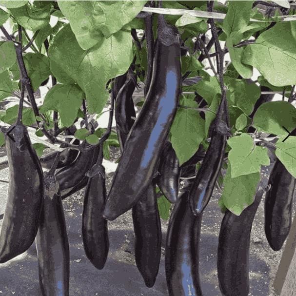 Eggplant Seeds
