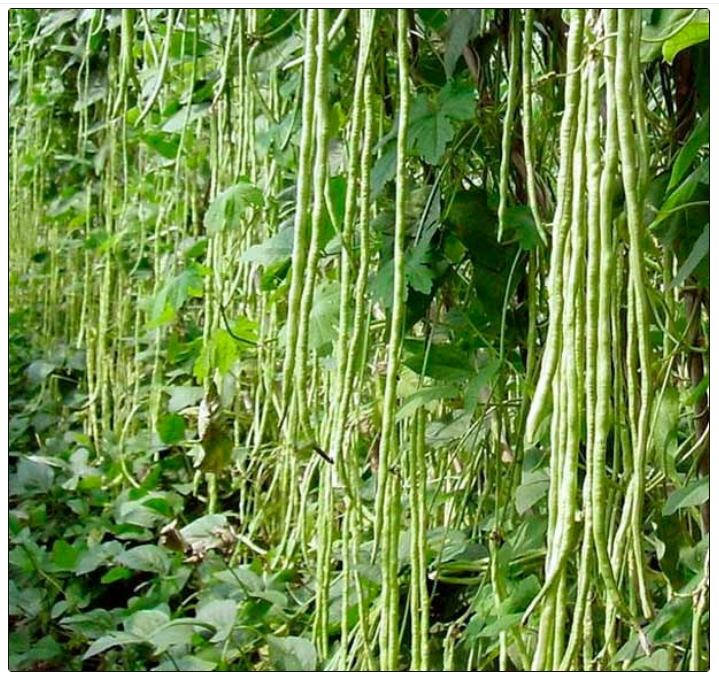 Super-Long Green Bean Seeds Buy 1 Get 1 Free