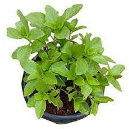 Tulsi Plant