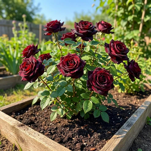 Velvet Rose Seeds