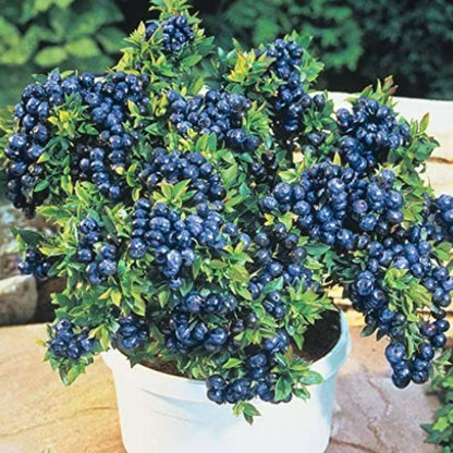 Giant Blueberry Fruit Seeds and Get Free plant booster