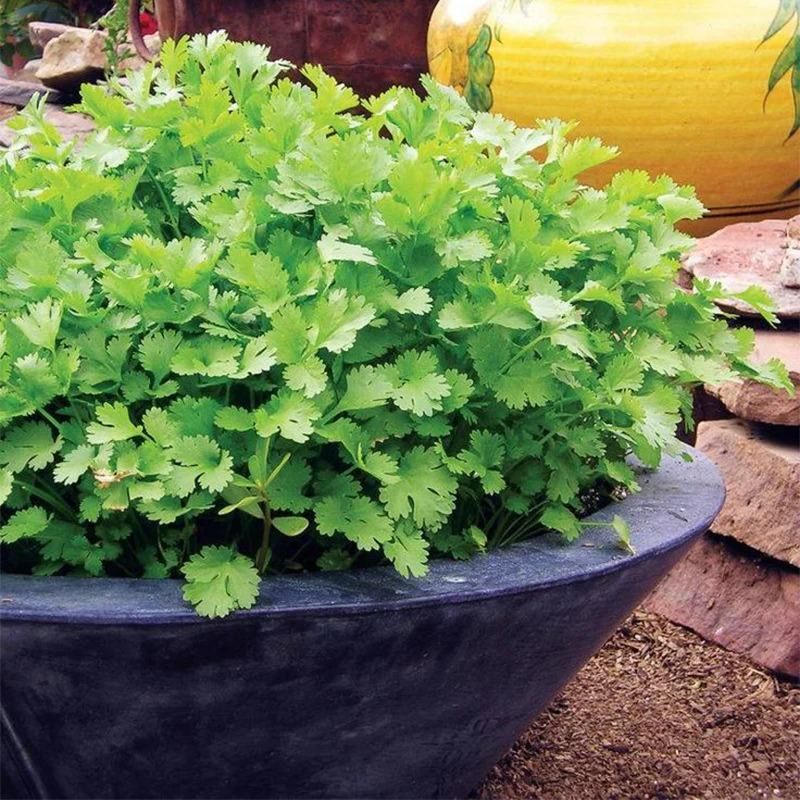 Organic Coriander (Dhaniya) seeds for Gardening (Pack of 20)