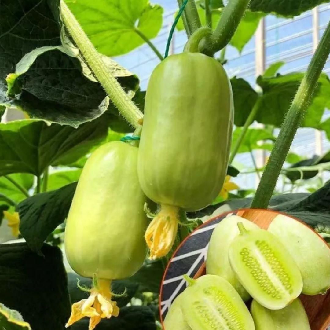 Cucumber (kheera) seeds