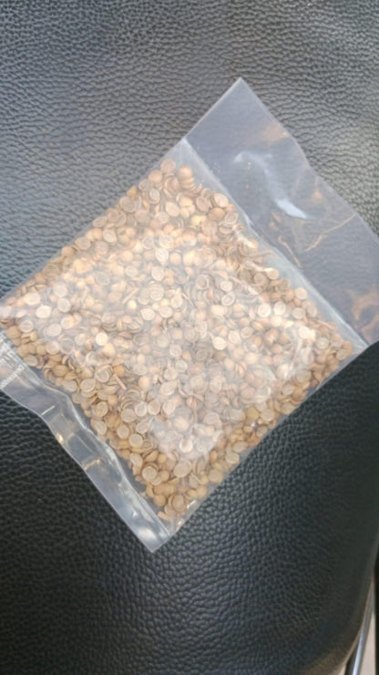 Organic Coriander (Dhaniya) seeds for Gardening (Pack of 20)