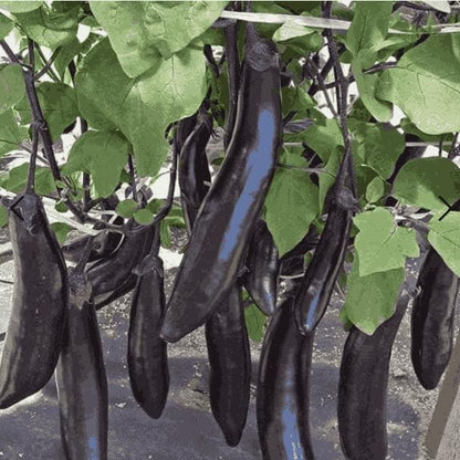 Eggplant Seeds