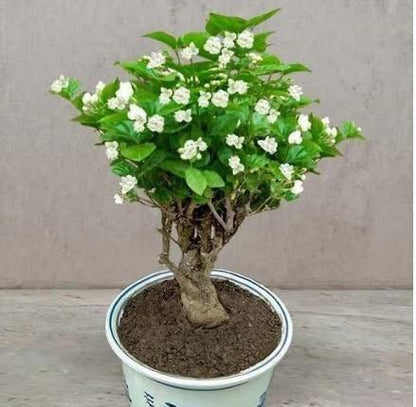 Double Jasmine (Mogra) Seeds Buy 1 Get 1 Free