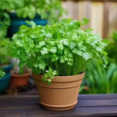 Organic Coriander (Dhaniya) seeds for Gardening (Pack of 20)