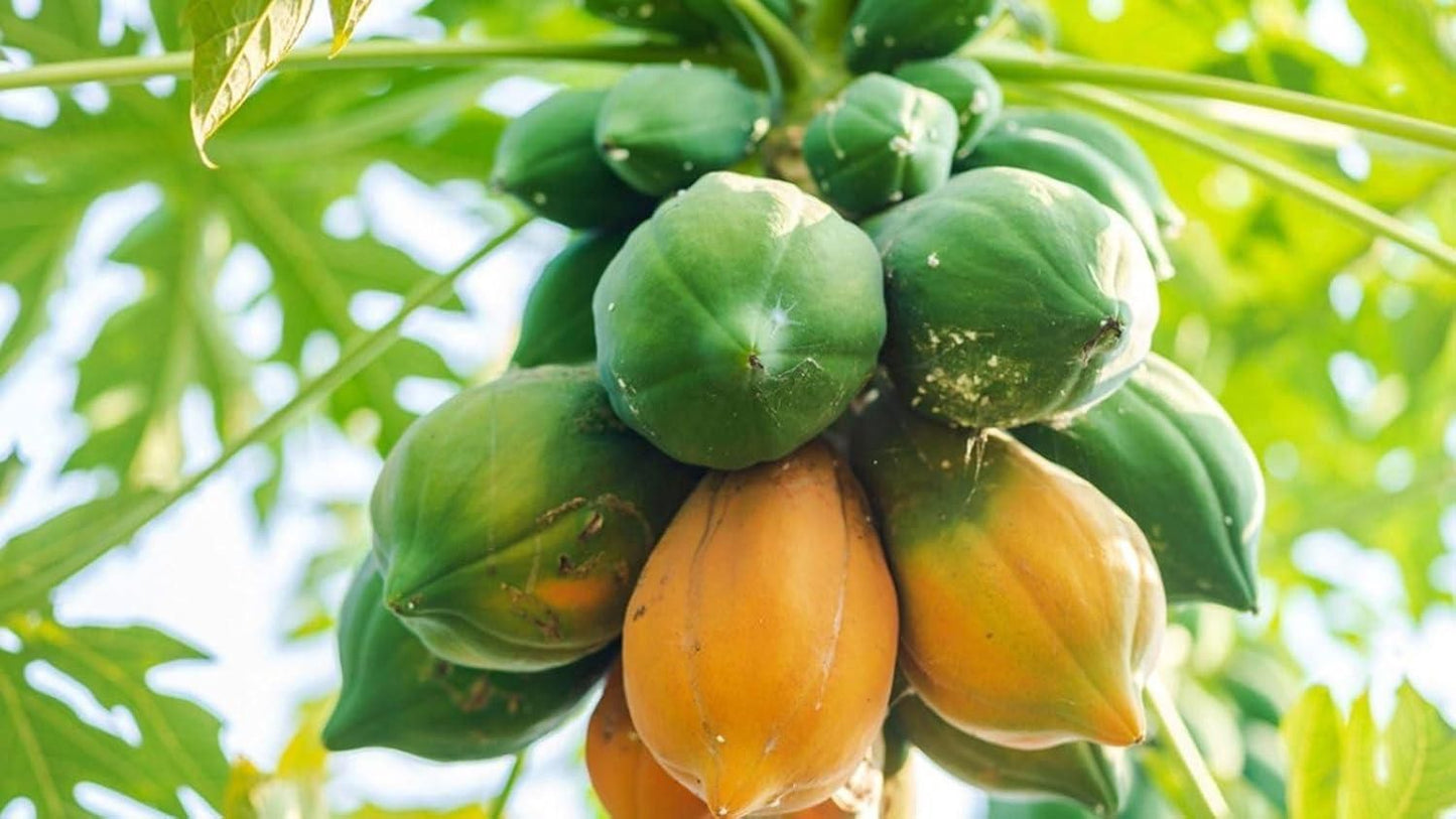 Papaya (Papita) Seeds and Free Plant Growth Serum