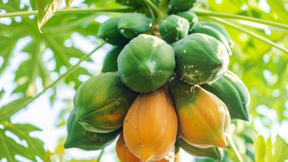 Papaya (Papita) Seeds and Free Plant Growth Serum