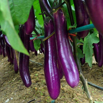 Eggplant Seeds