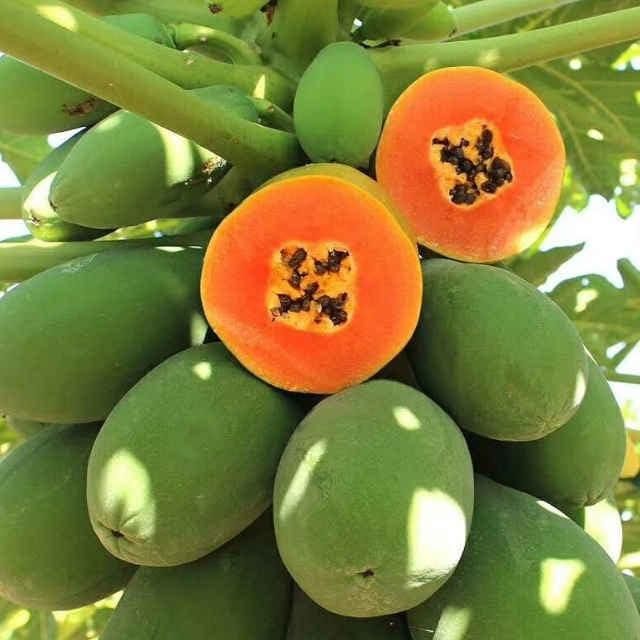 Papaya (Papita) Seeds and Free Plant Growth Serum