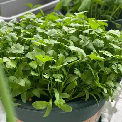 Organic Coriander (Dhaniya) seeds for Gardening (Pack of 20)