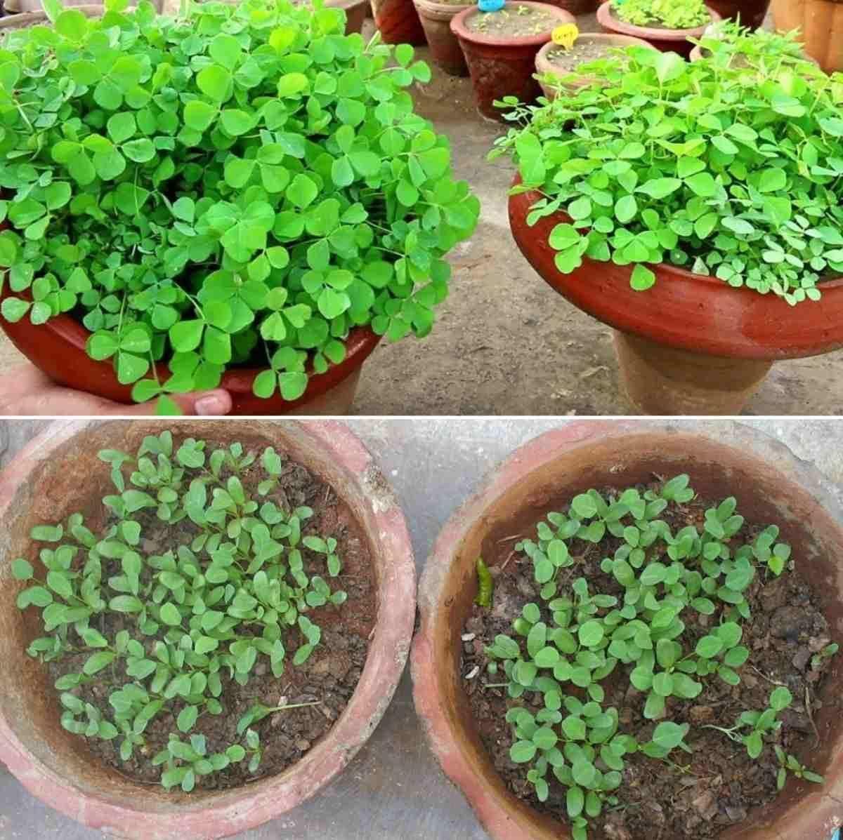 Fenugreek (Methi) Vegetable Seeds (Pack of 20)