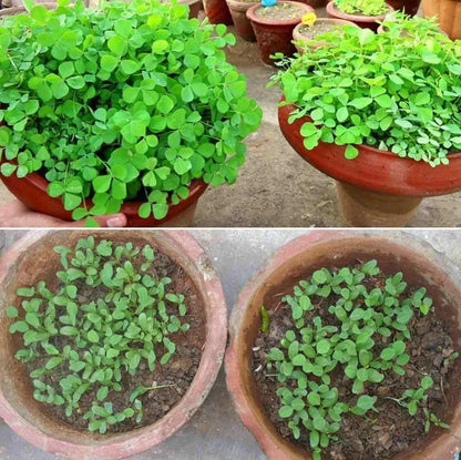Fenugreek (Methi) Vegetable Seeds (Pack of 20)