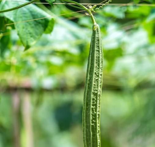 Luffa Ridge Gourd Heirloom (Tori / Turai) Seeds