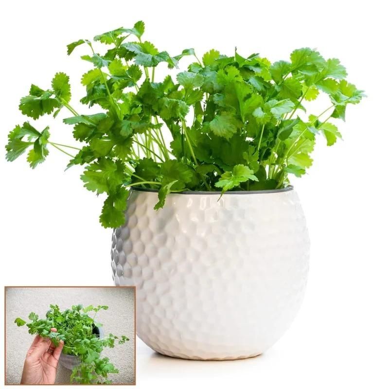 Organic Coriander (Dhaniya) seeds for Gardening (Pack of 20)