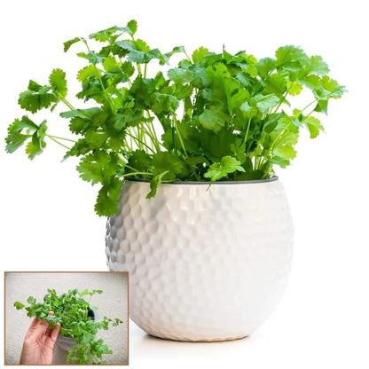Organic Coriander (Dhaniya) seeds for Gardening (Pack of 20)