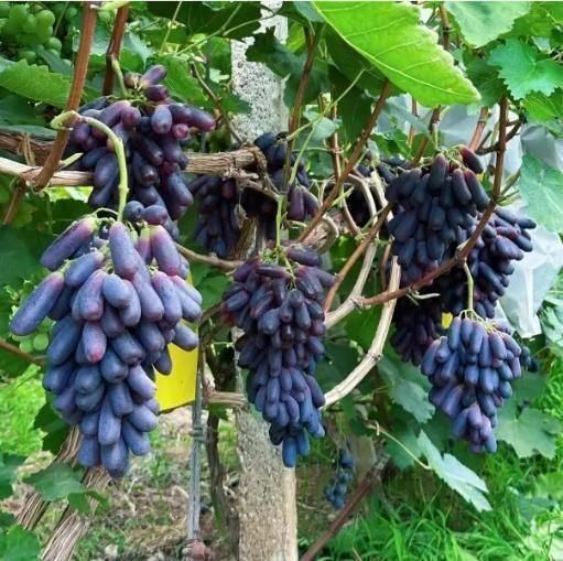 Sweet Sapphire Grapes Seed Buy 10 Get 10 Free