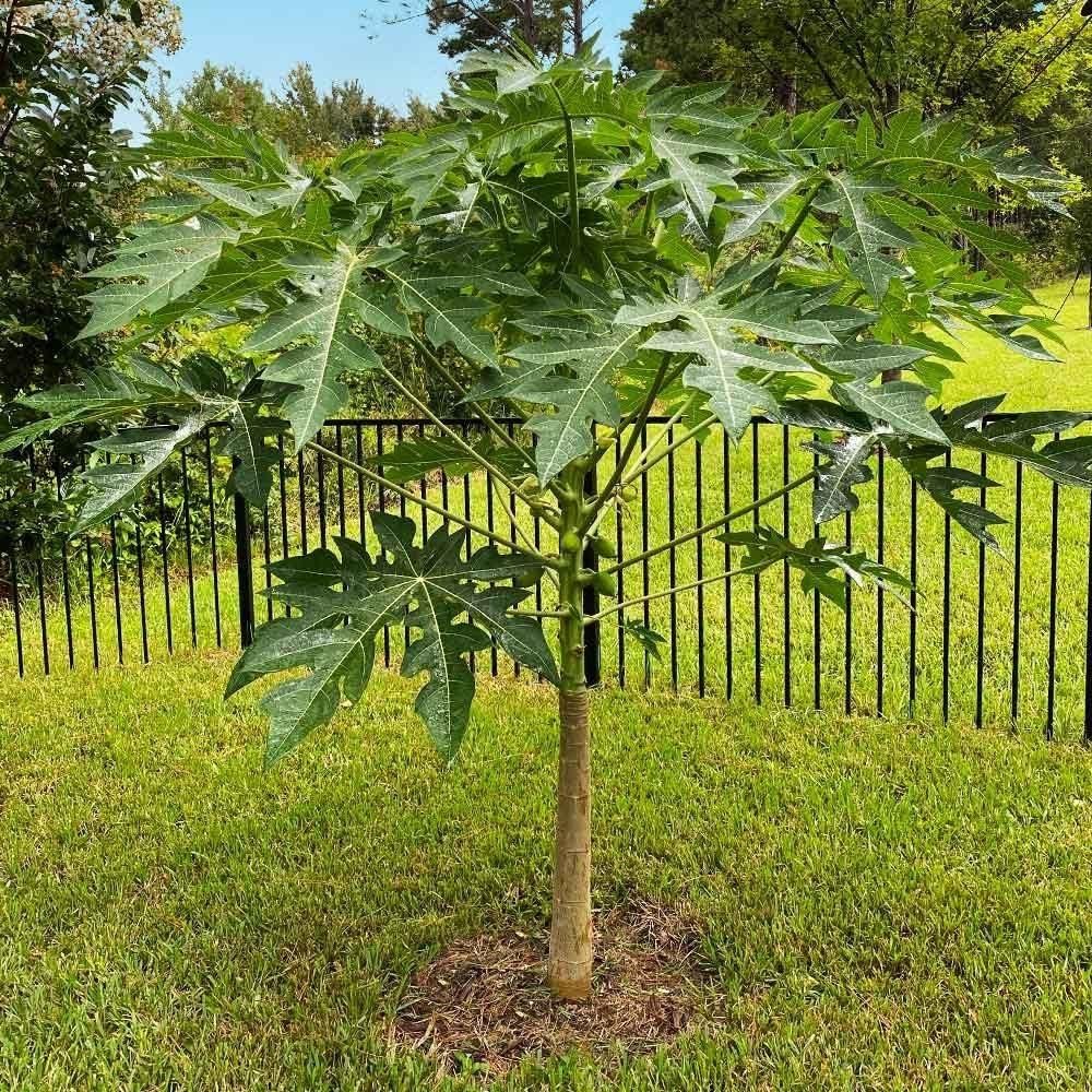 Papaya (Papita) Seeds and Free Plant Growth Serum