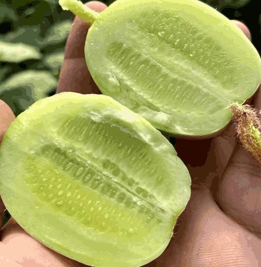 Cucumber (kheera) seeds