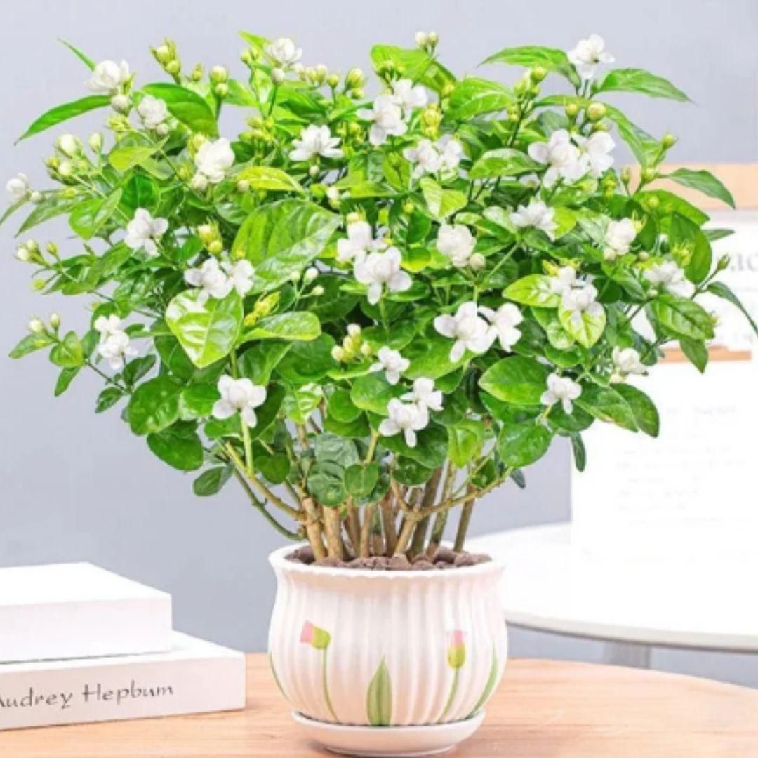 Double Jasmine (Mogra) Seeds Buy 1 Get 1 Free