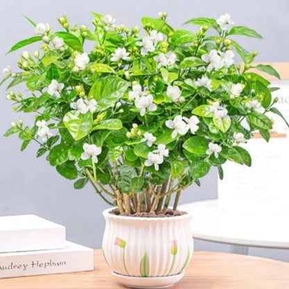 Double Jasmine (Mogra) Seeds Buy 1 Get 1 Free