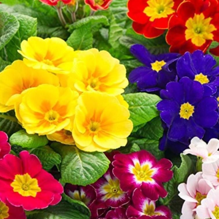 Rose Primrose Seeds Buy 1 Get 1 Free with Plant Growth Supplement