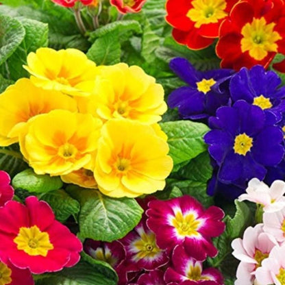 Rose Primrose Seeds Buy 1 Get 1 Free with Plant Growth Supplement