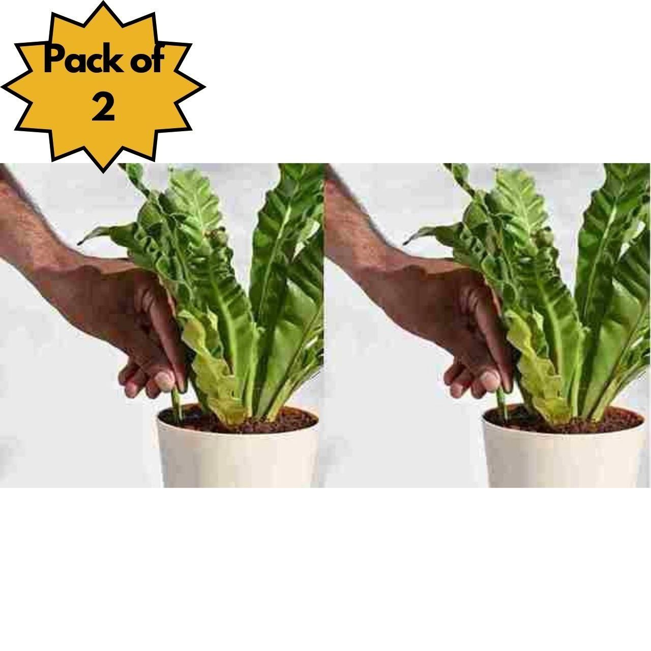 Plant Grow Fertilizer Sticks for Plants (Buy 1 get 1 free)