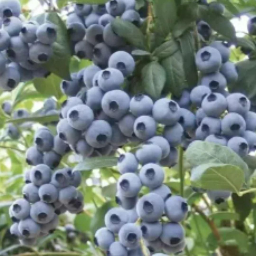 Giant Blueberry Fruit Seeds and Get Free plant booster
