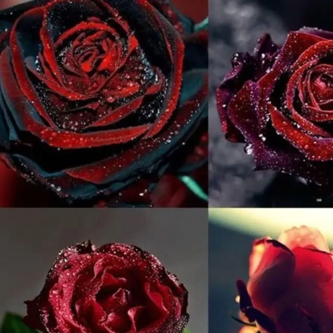 Velvet Rose Seeds