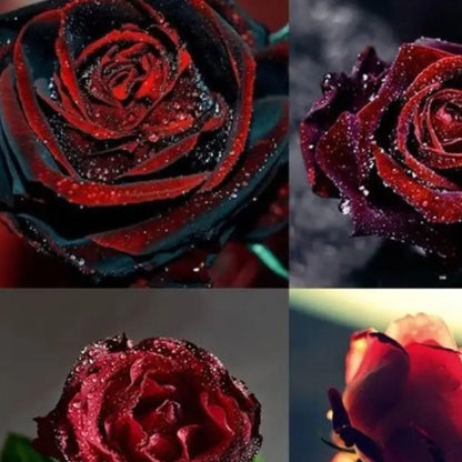 Velvet Rose Seeds