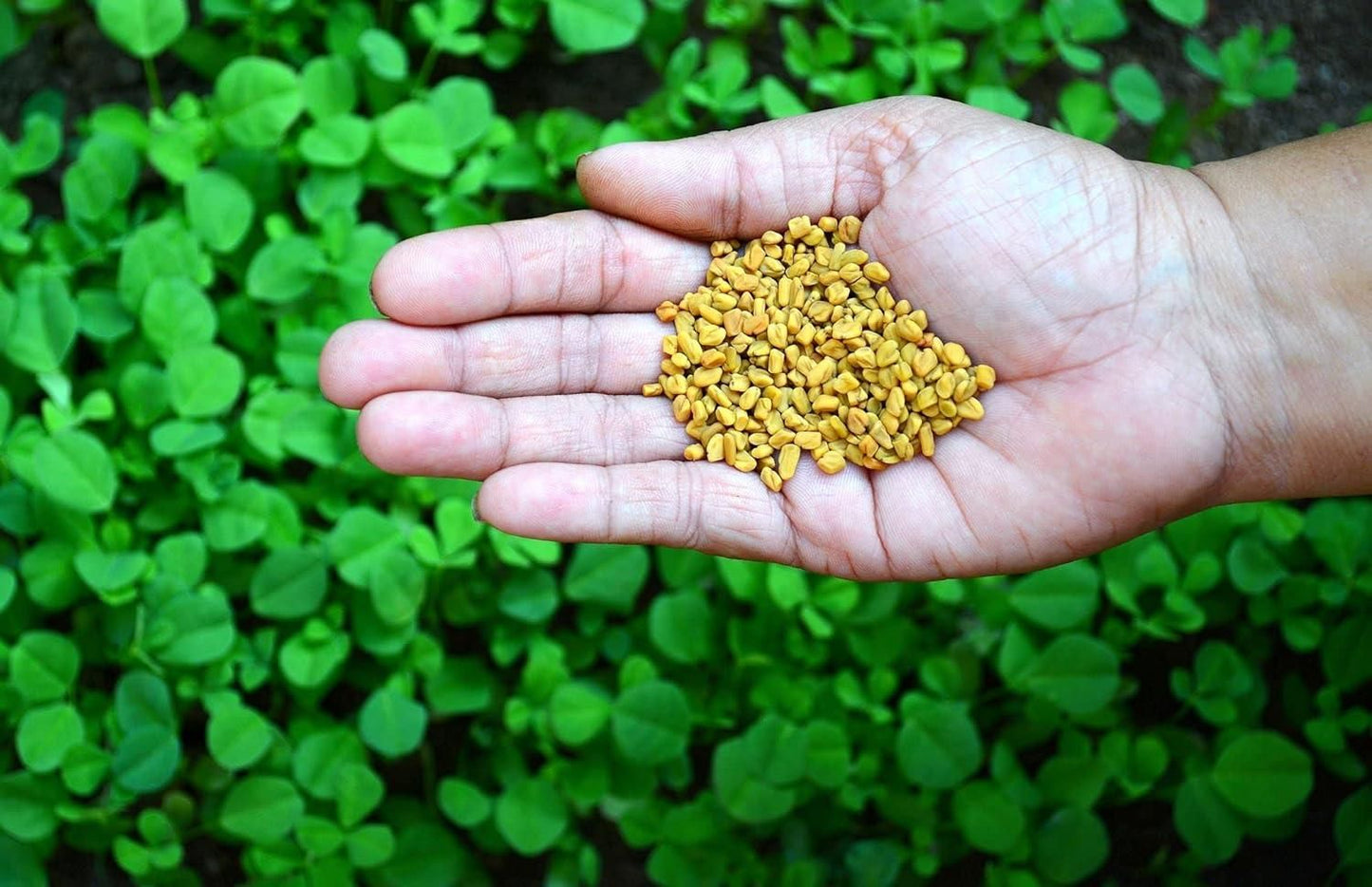 Fenugreek (Methi) Vegetable Seeds (Pack of 20)
