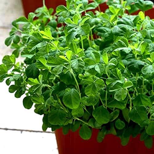 Fenugreek (Methi) Vegetable Seeds (Pack of 20)