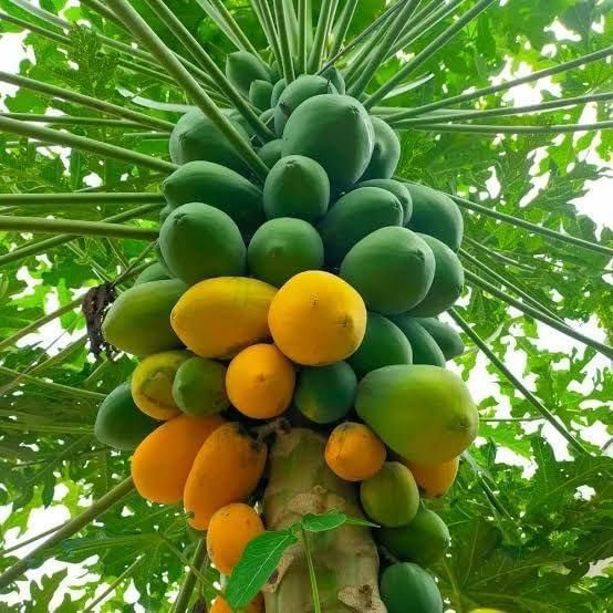 Papaya (Papita) Seeds and Free Plant Growth Serum