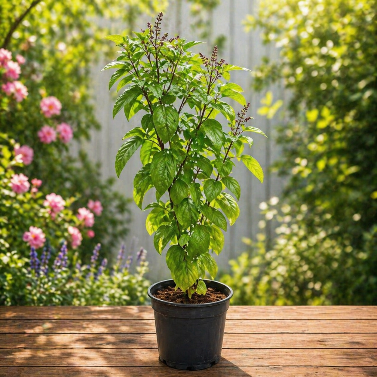 Tulsi Plant
