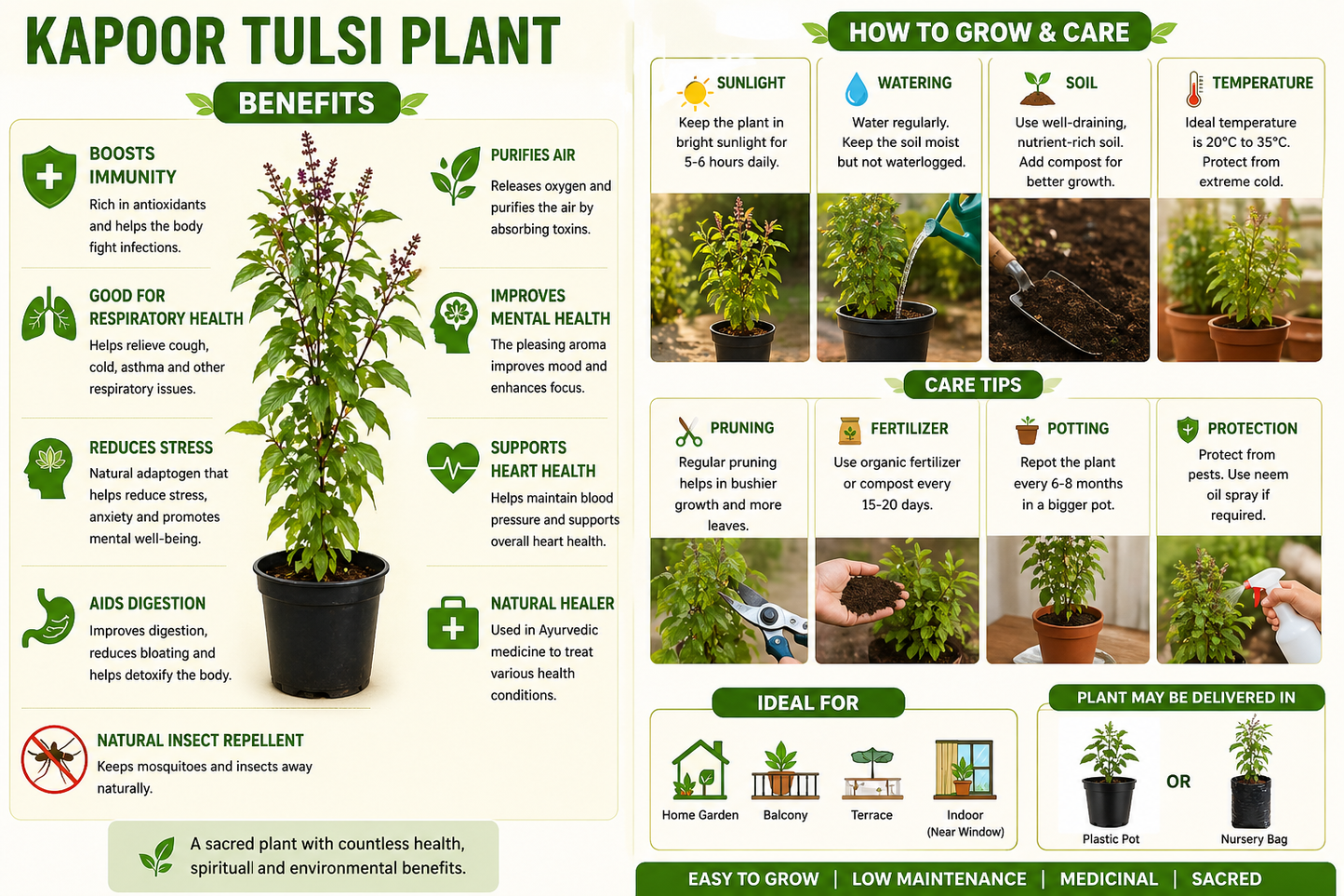 Tulsi Plant