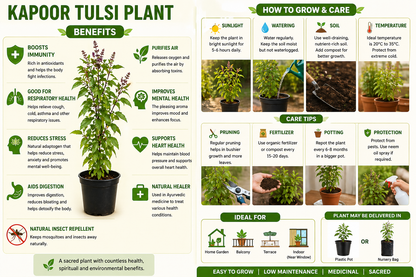 Tulsi Plant