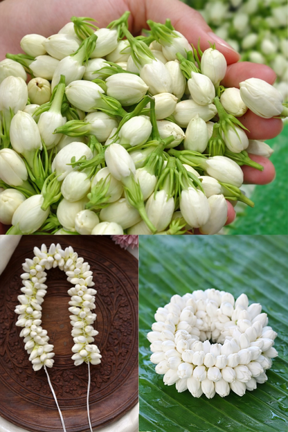 Double Jasmine (Mogra) Seeds Buy 1 Get 1 Free