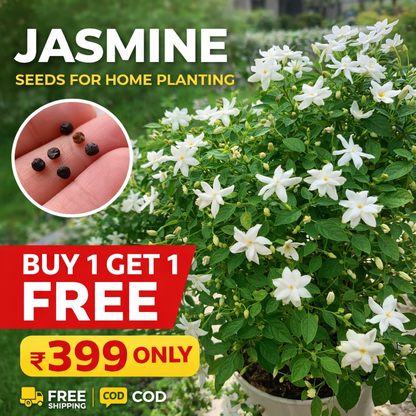 Double Jasmine (Mogra) Seeds Buy 1 Get 1 Free