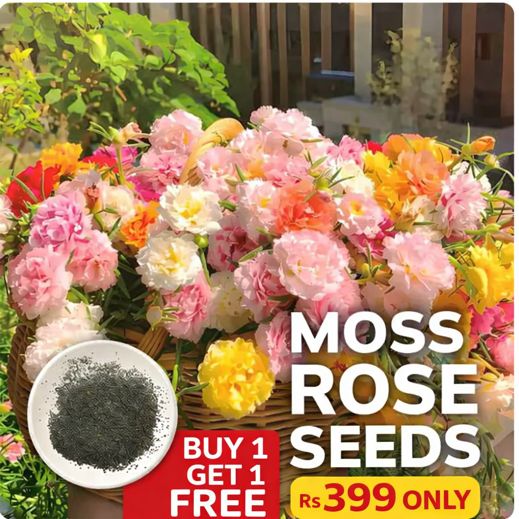 Rose Primrose Seeds Buy 1 Get 1 Free with Plant Growth Supplement