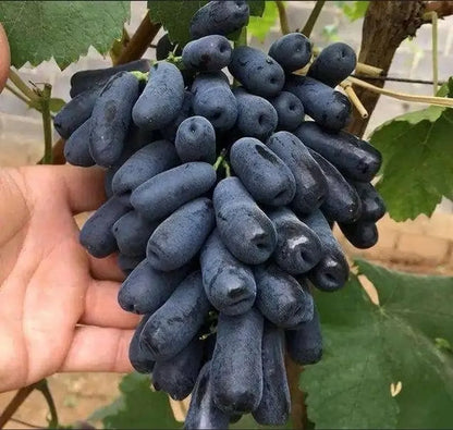 Sweet Sapphire Grapes Seed Buy 10 Get 10 Free