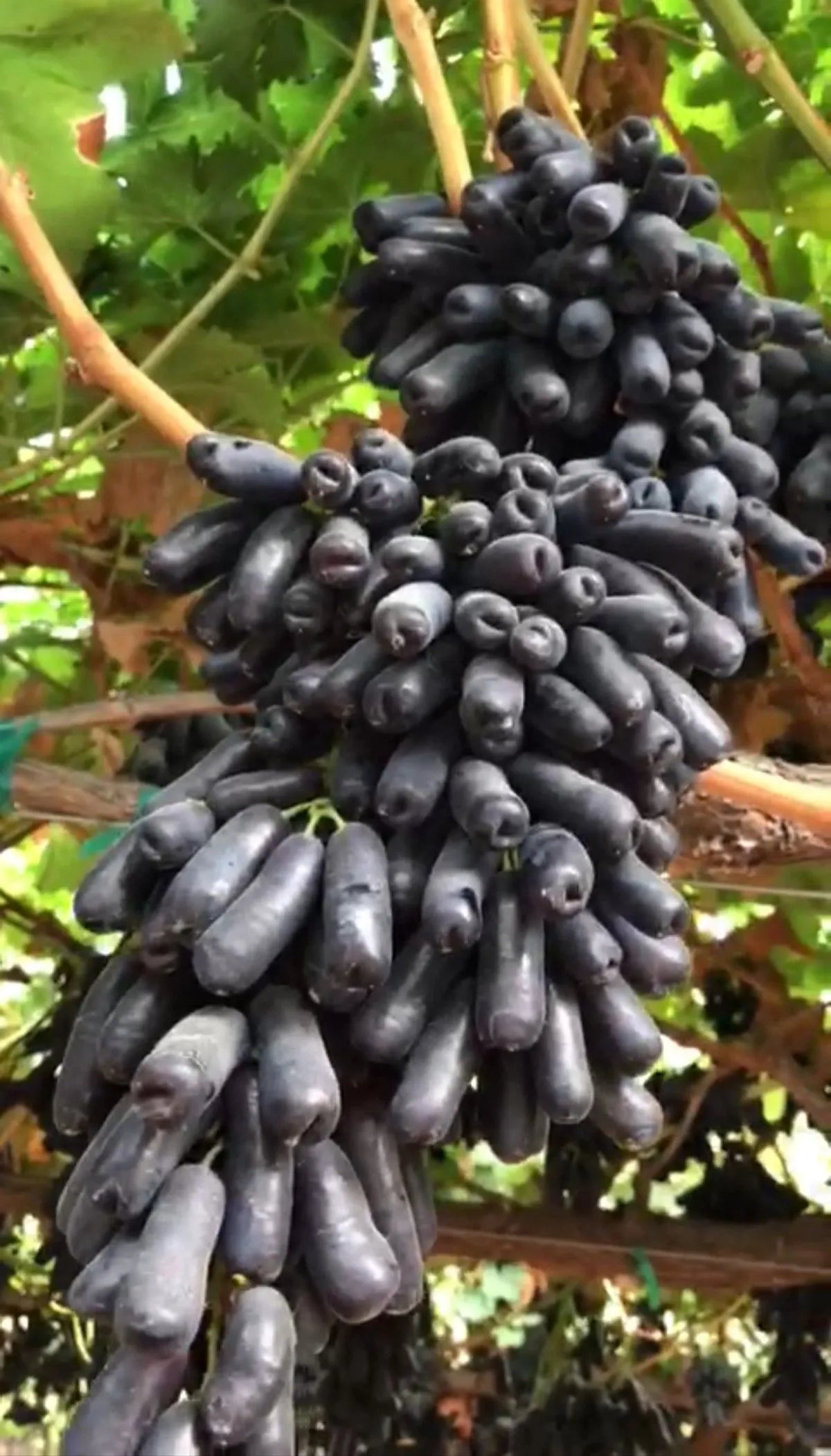 Sweet Sapphire Grapes Seed Buy 10 Get 10 Free
