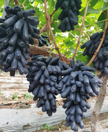 Sweet Sapphire Grapes Seed Buy 10 Get 10 Free