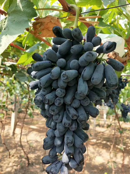 Sweet Sapphire Grapes Seed Buy 10 Get 10 Free