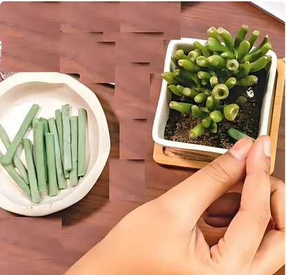 Plant Grow Fertilizer Sticks for Plants (Buy 1 get 1 free)