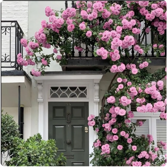 Elegant Climbing Rose Flower Seeds
