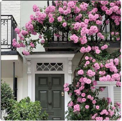 Elegant Climbing Rose Flower Seeds